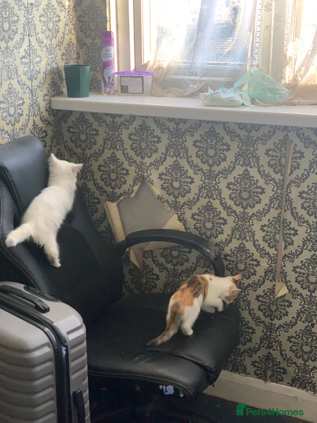 British Shorthair cats for sale: 3 Kitten ready to leave today  - Advert 23