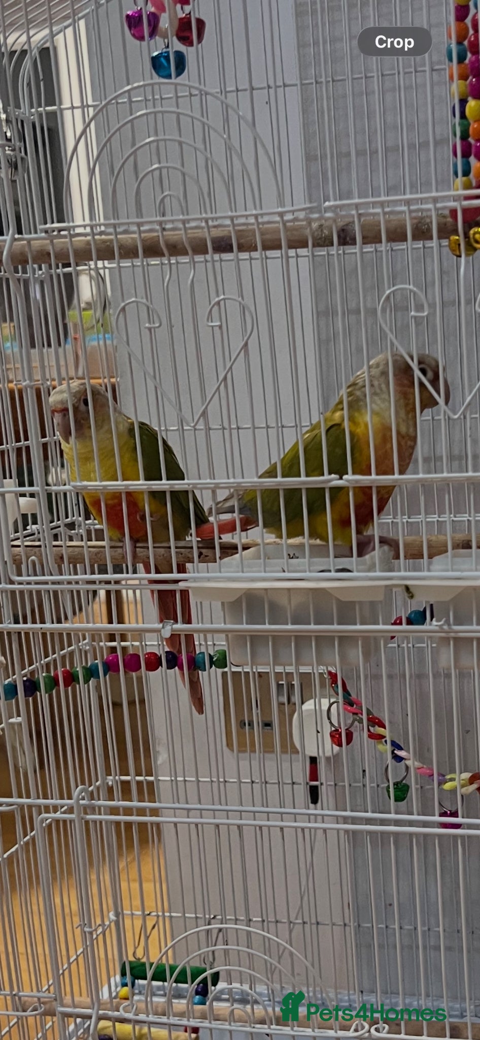 Parrots birds for sale: Male and Female Parrot for sale  - Advert 1