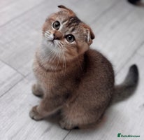 Scottish Fold cats Scottish fold - Advert 1
