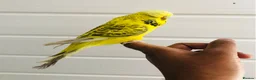 Budgerigars birds for sale: Beautiful semi hand tame exhibition budgies. - Advert 2