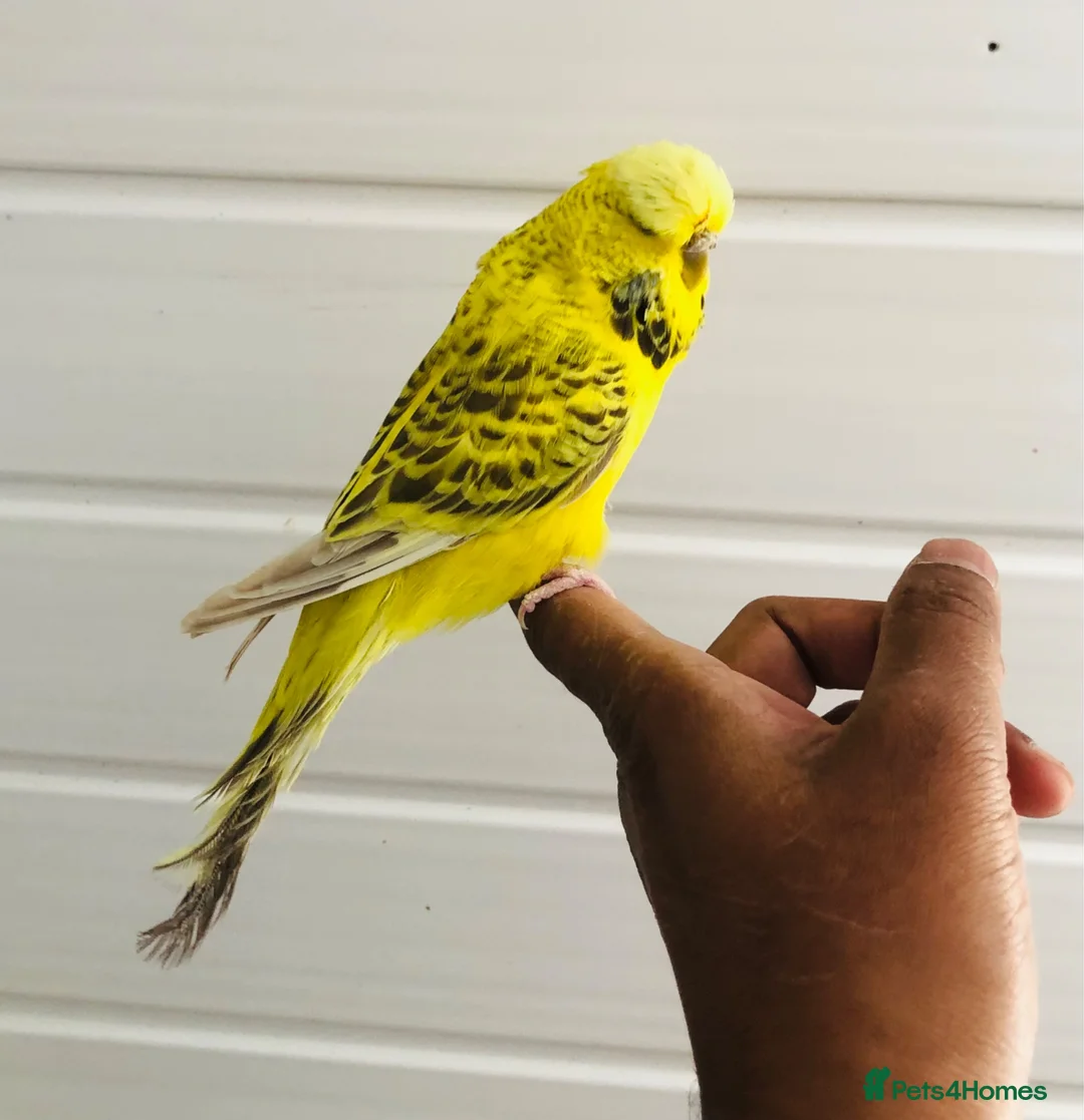 Budgerigars birds for sale: Beautiful semi hand tame exhibition budgies. - Advert 2