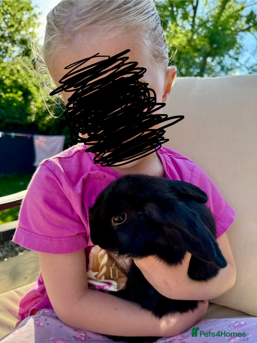 Mini Lop rabbits for sale: Female mini lop rabbit. Vaccinated and friendly.  - Image 2