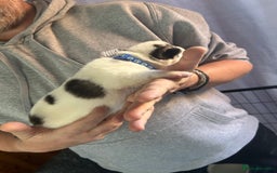 Siberian Husky dogs for sale: Rare piebald husky puppies have now arrived  - Image 18