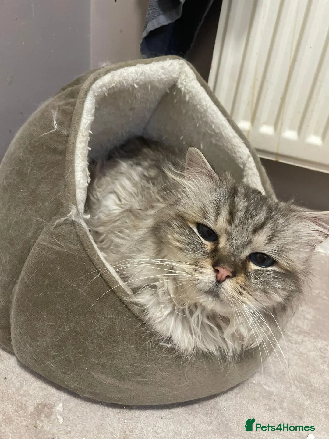 Ragdoll cats for sale: Blue Lynx Ragdoll kittens - Advert 2