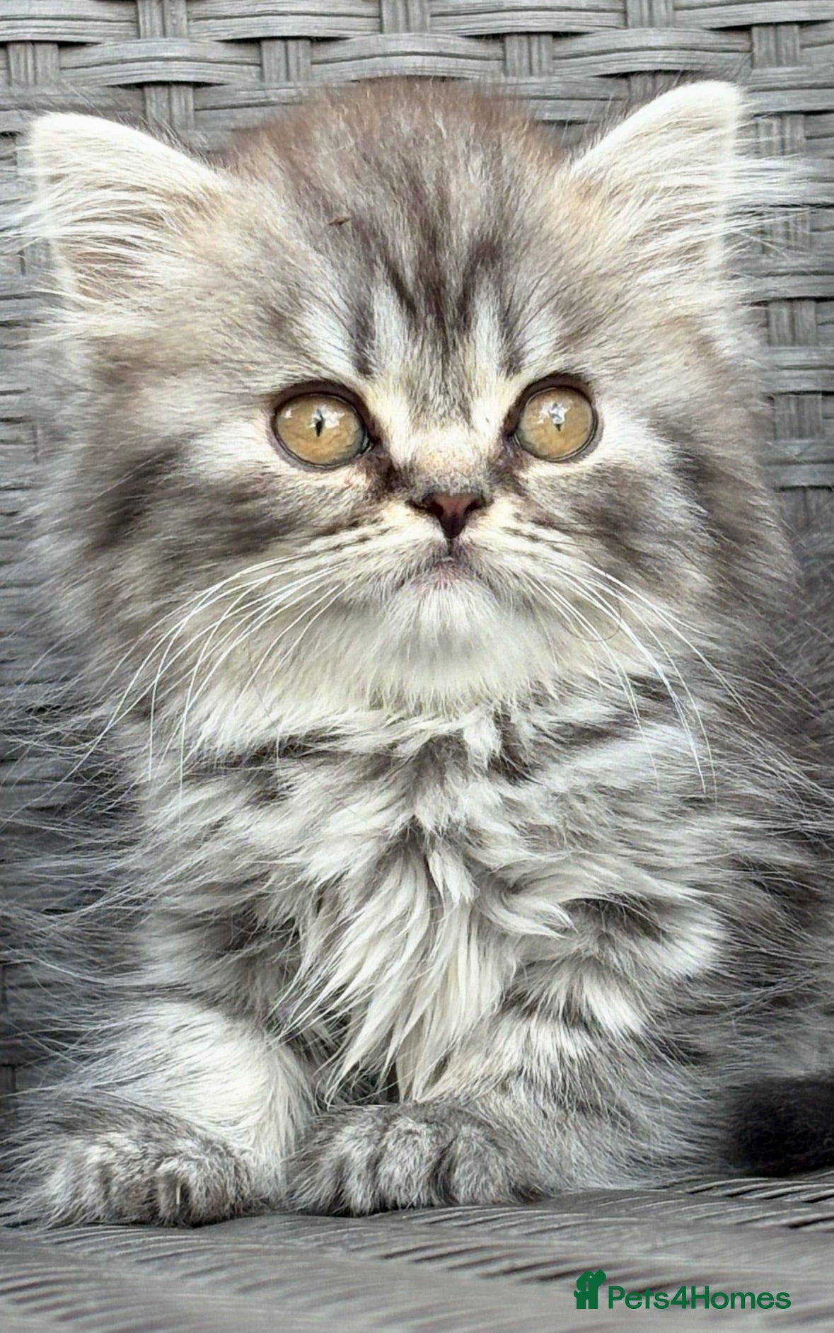 Scottish Fold cats Scottish fold X BSH - Advert 10