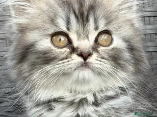 Scottish Fold cats Scottish fold X BSH - Advert 10