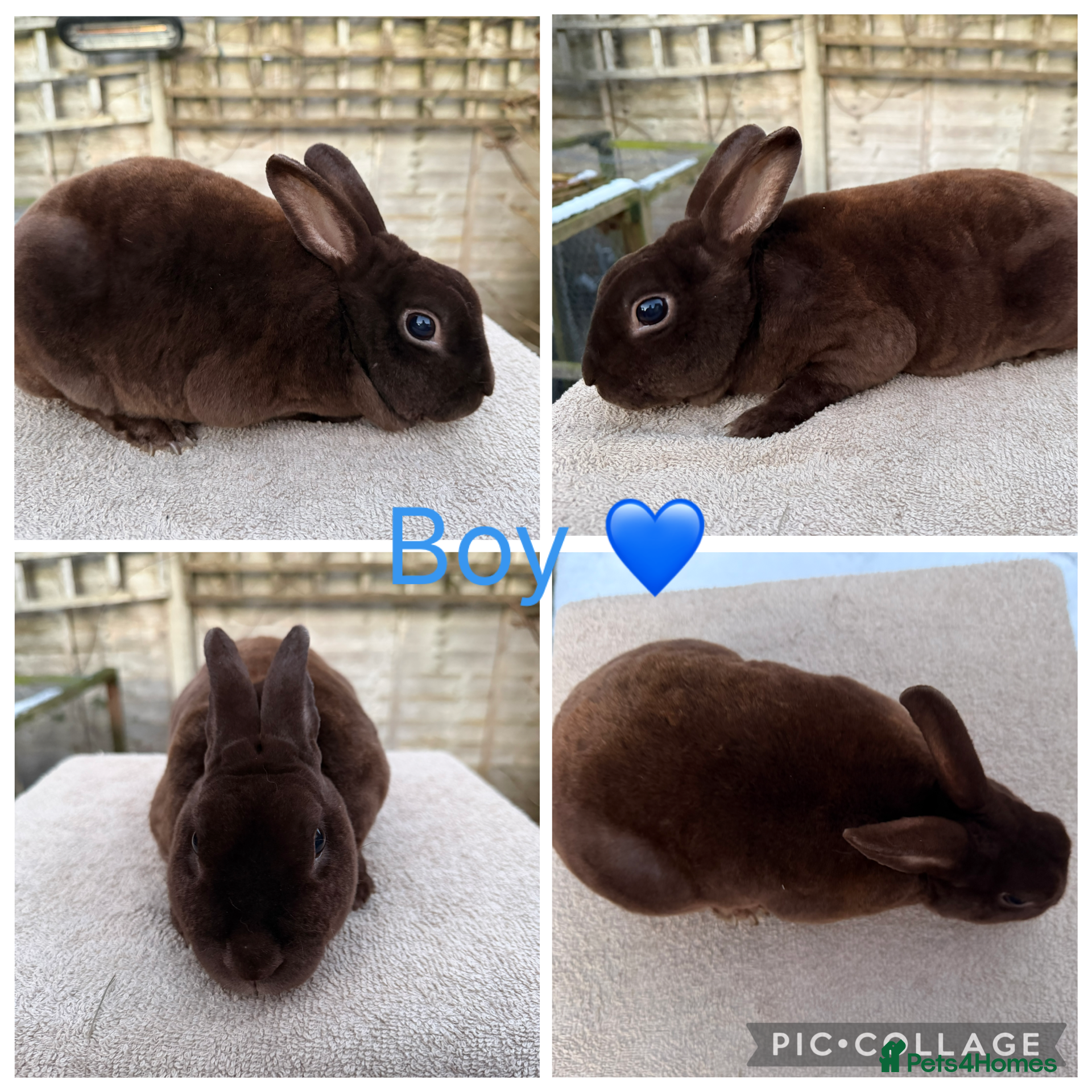 Rex rabbits Gorgeous Proven Breeding trio of mini Rex’s - Advert 2