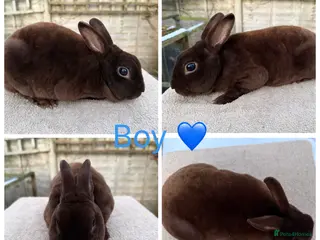 Rex rabbits Gorgeous Proven Breeding trio of mini Rex’s - Advert 2