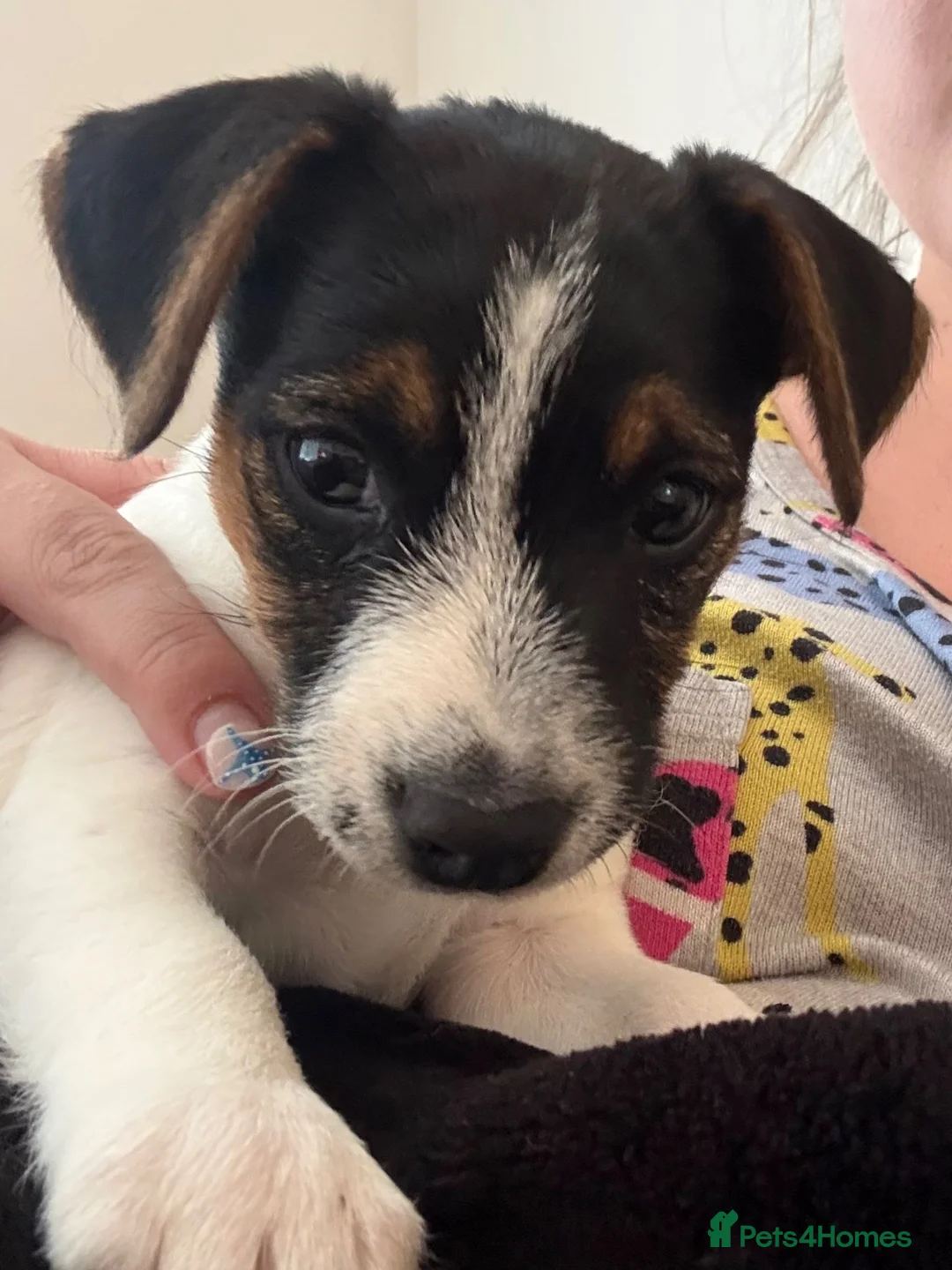 Jack Russell dogs for sale: 9 week old miniature Jack Russel  - Advert 2