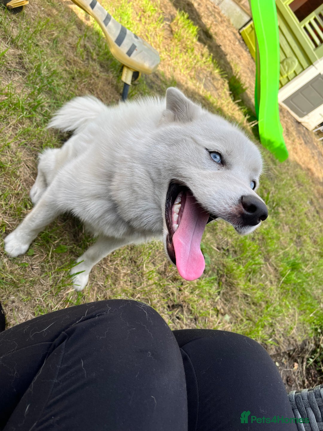 Pomsky dogs for sale: Open to offers. White Pomsky with blue eyes - Image 4