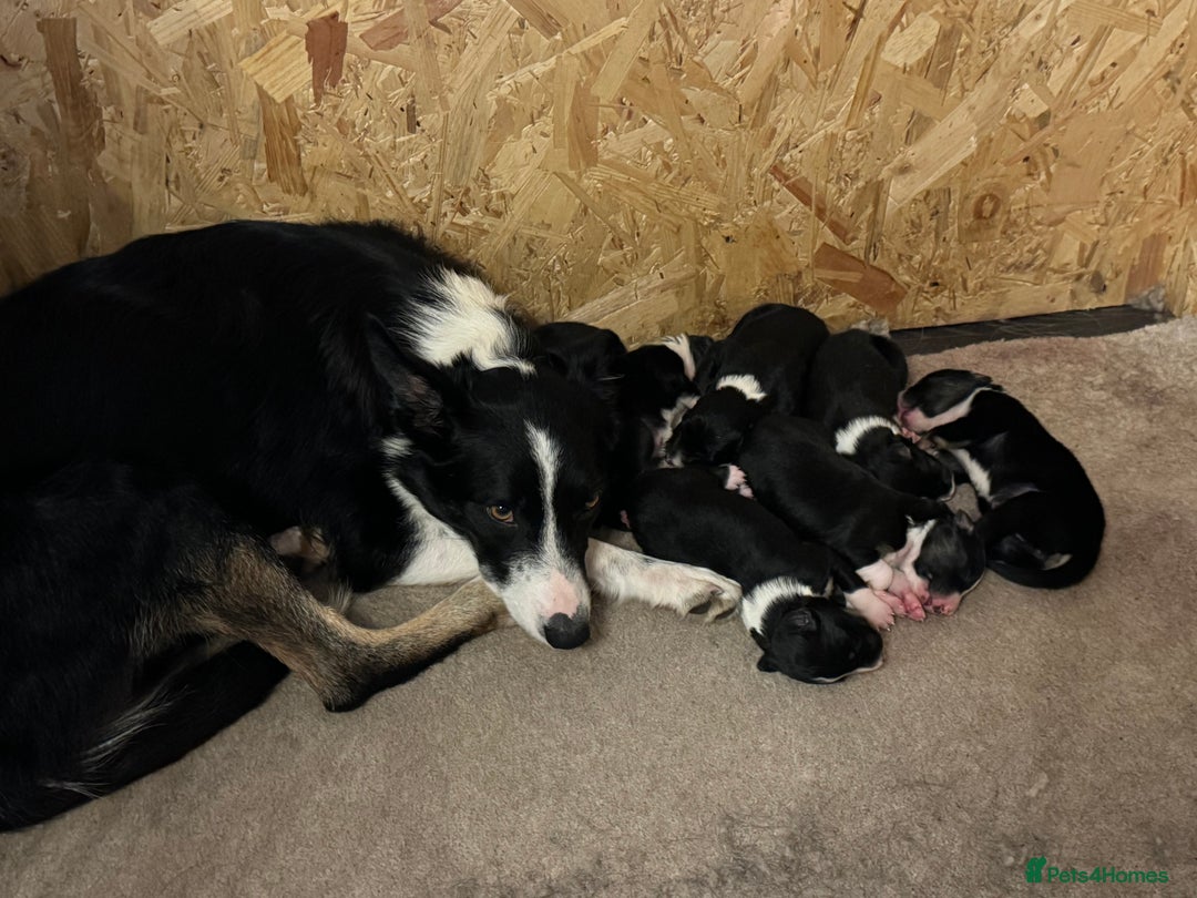 Border Collie dogs for sale: Beautiful pure bred Border Collie Puppies - Image 7