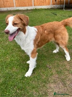 Australian Shepherd dogs in Doncaster - Advert 3