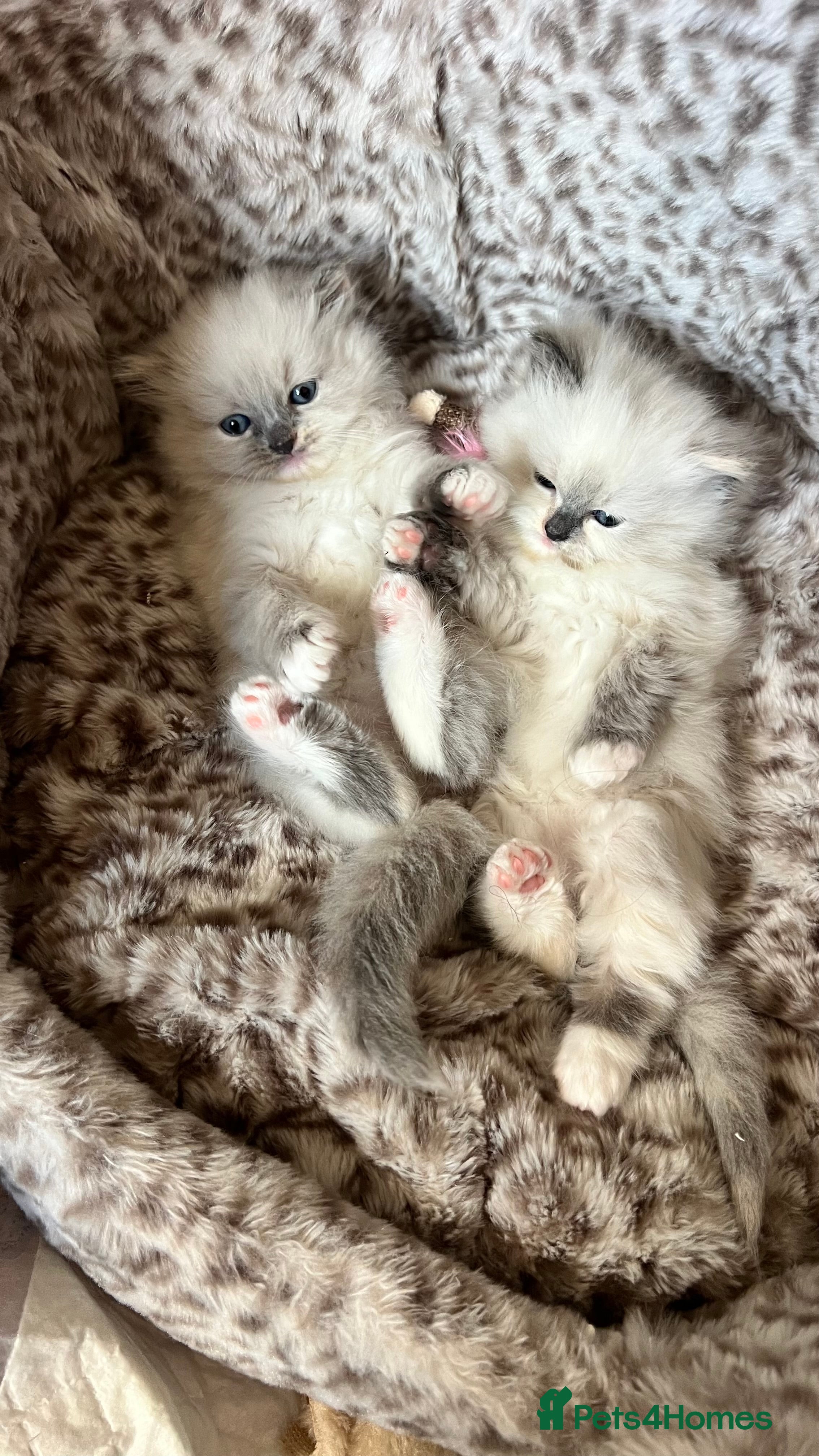 Ragdoll cats mrs aisha - Advert 2