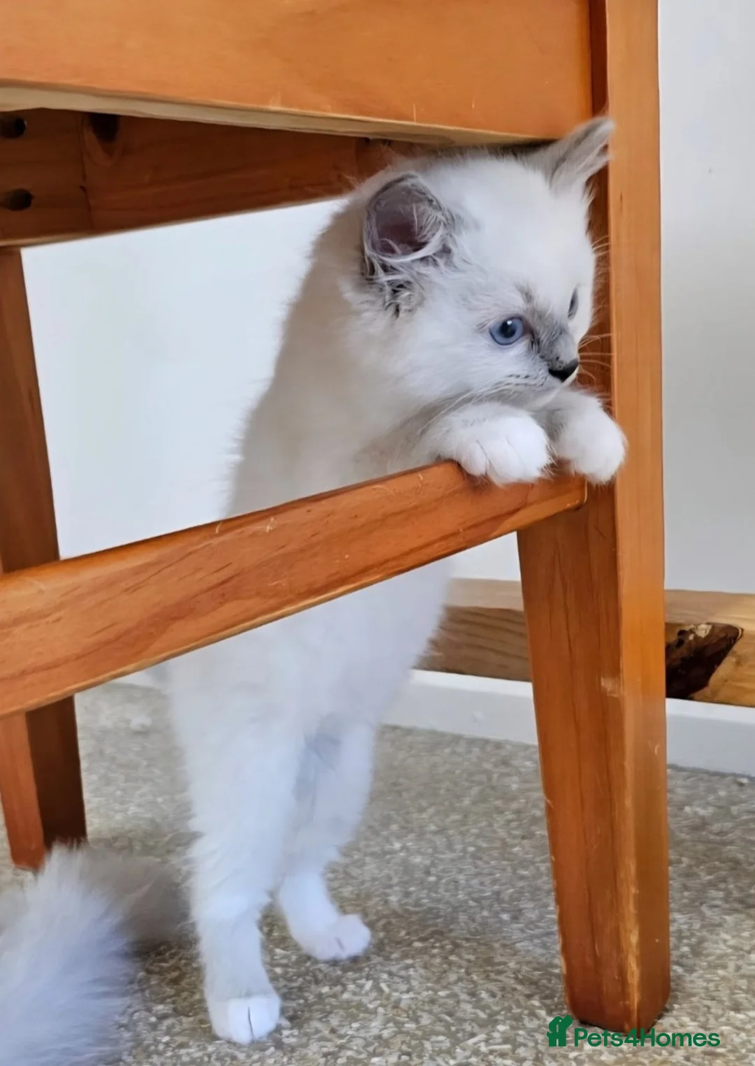 Ragdoll cats for sale: Gorgeous blue point Rag doll kitties - Advert 2