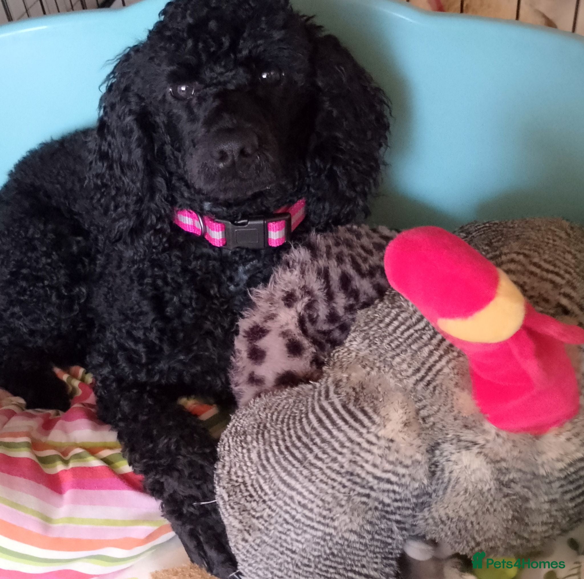 Miniature Poodle dogs Quality KC Registered Miniature Poodle Female - Advert 4