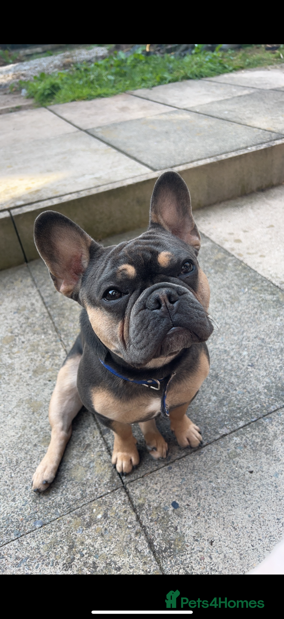 French Bulldog dogs for stud: French Bulldog stud - Image 2