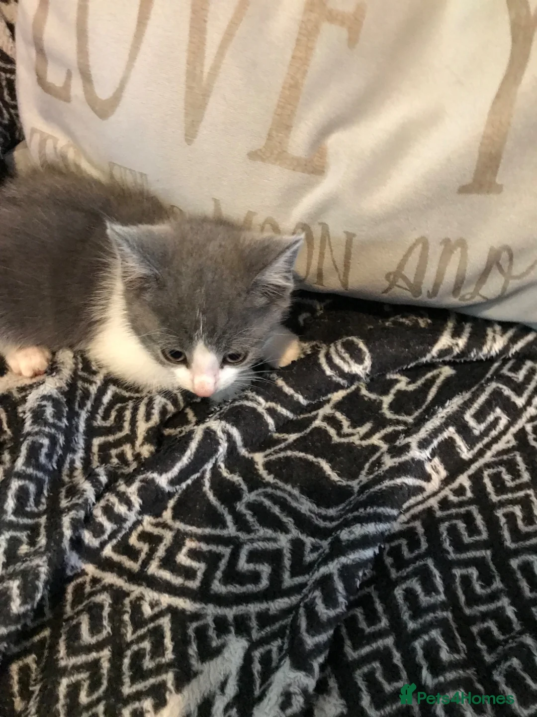 Mixed Breed cats for sale: Two beautiful boy kittens!!  - Advert 12