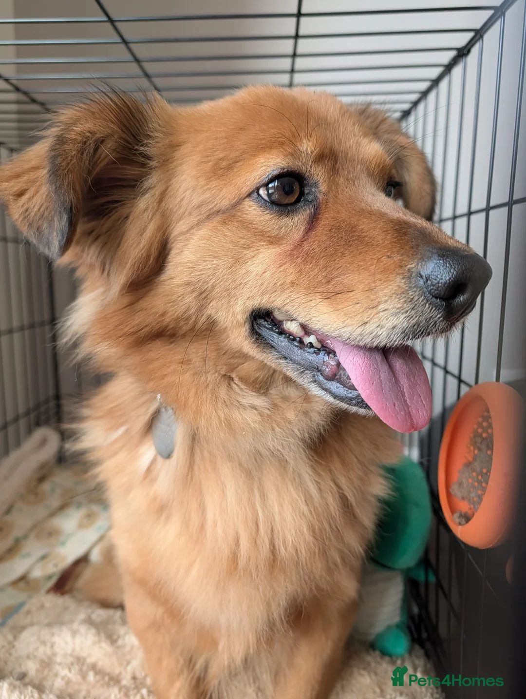 Mixed Breed dogs for adoption: Sweet Roka Needs LoVE - Advert 2