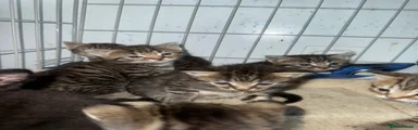 Mixed Breed Kitten 2