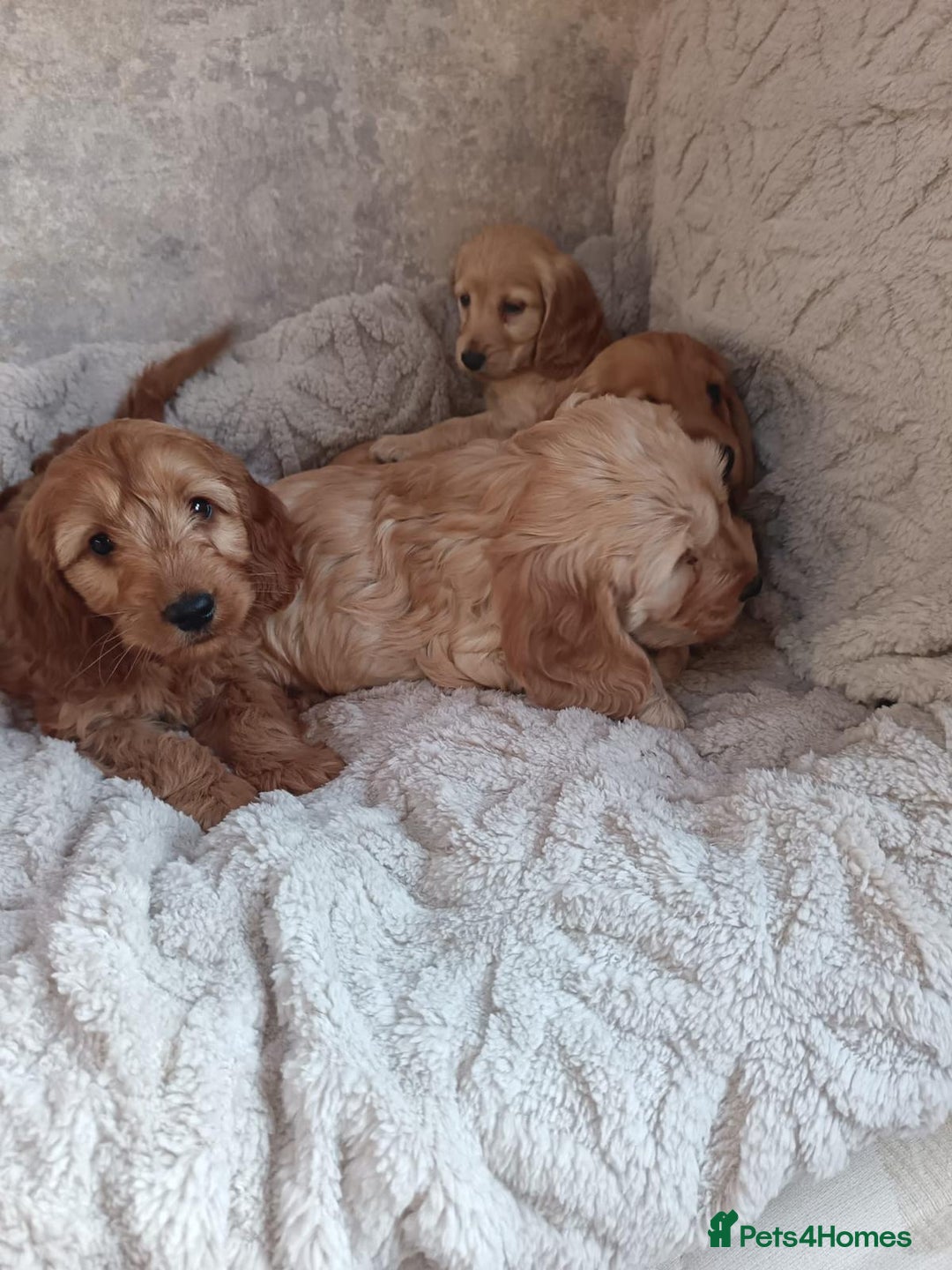 Cockapoo dogs for sale: Cockapoo puppy's  - Advert 12