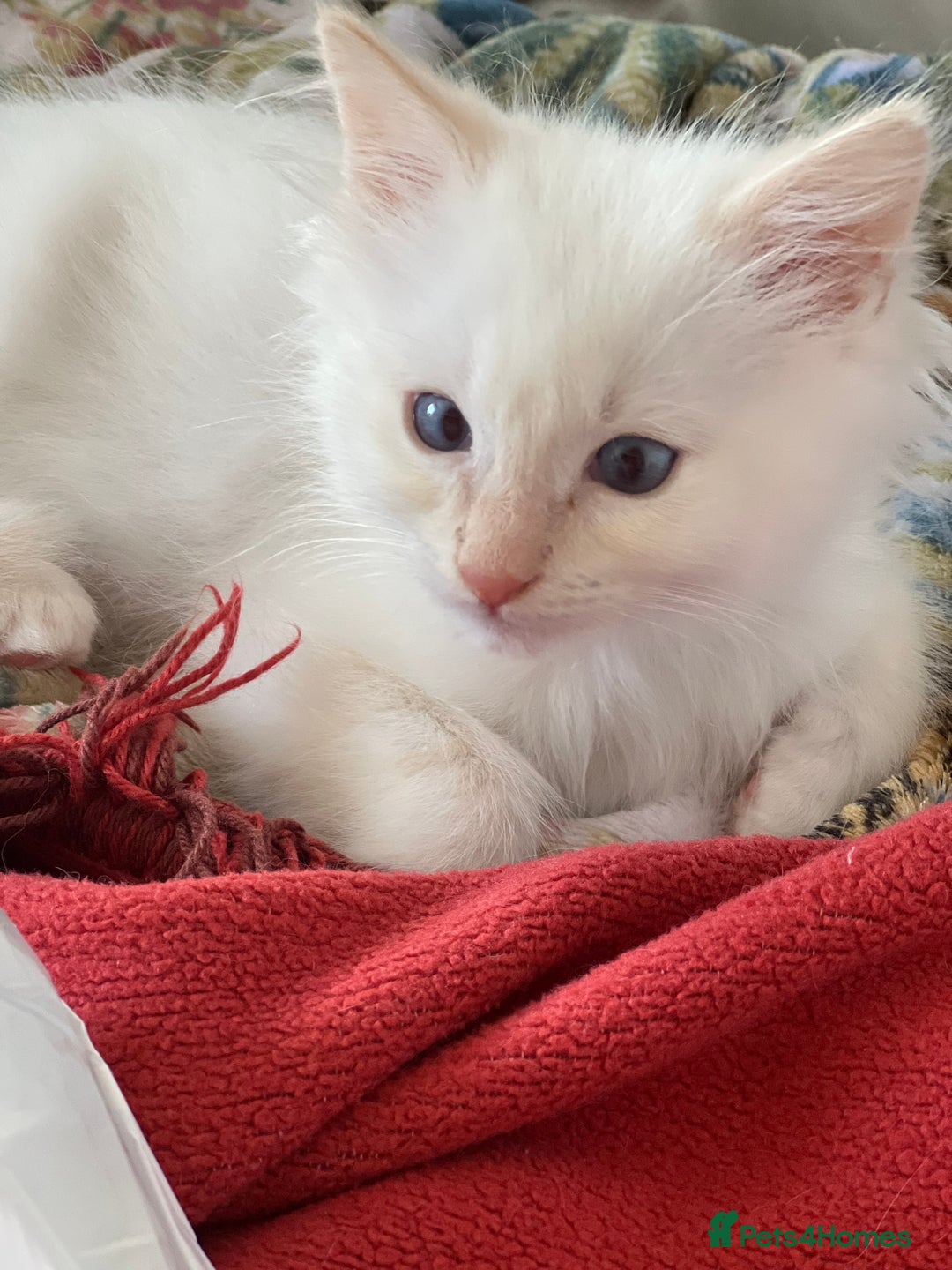 Ragdoll cats for sale: Tortie Lynx Flame Lynx pedigree Ragdolls - Image 12