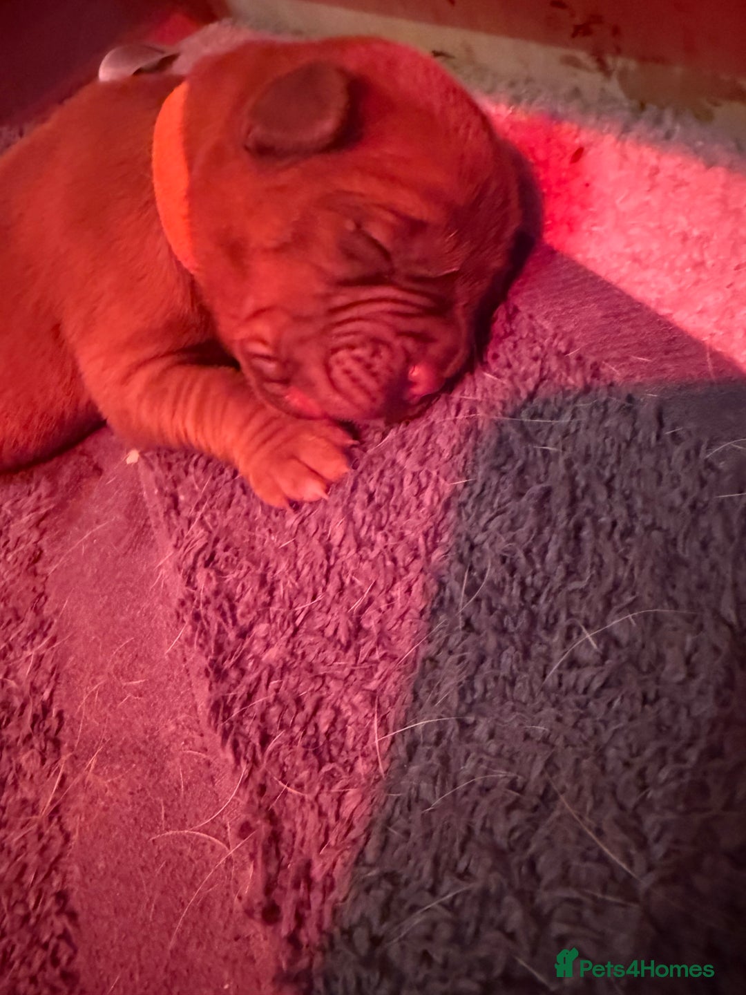 Dogue De Bordeaux dogs for sale: DOGUE DE BORDEAUX PUPPIES AVAILABLE 16/03/26 - Advert 31