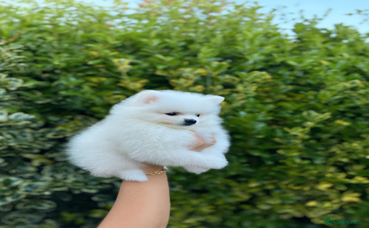 Pomeranian dogs - Advert 1