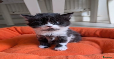 Mixed Breed cats - Advert 5
