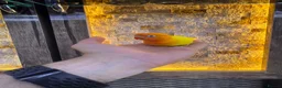 Lovebirds birds for sale:  Lutino Lovebird – Fully Tame & Super Friendly  - Advert 3