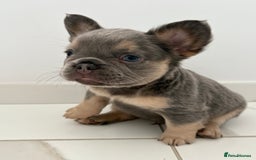 French Bulldog dogs for sale: 4 Fluffy French Bulldogs FOR SALE  - Image 16