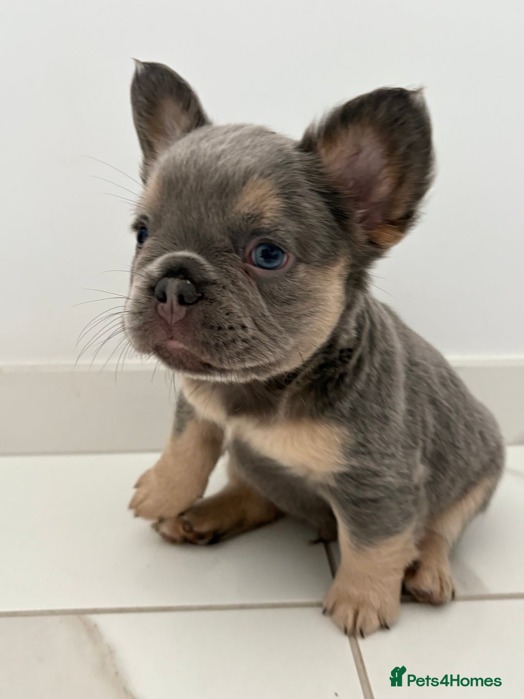 French Bulldog dogs for sale: 4 Fluffy French Bulldogs FOR SALE  - Image 16