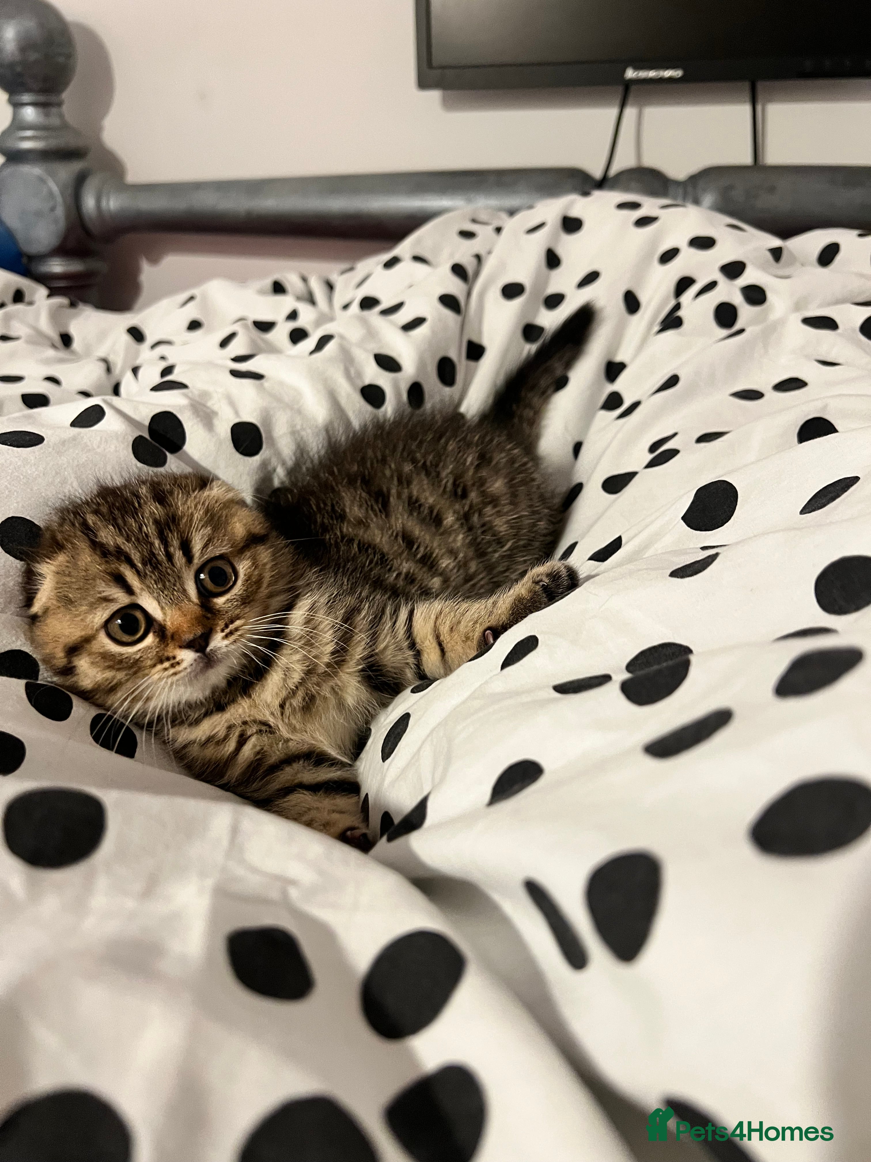 Scottish Fold cats Adorable Scottish Fold Baby Boy - Advert 6