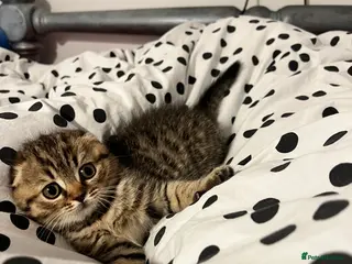 Scottish Fold cats Adorable Scottish Fold Baby Boy - Advert 6