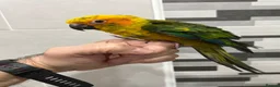 Conures birds for sale: Hand-Reared Baby Conures, Quakers & ringnecks - Advert 8