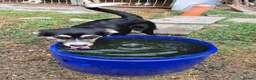 Mixed Breed dogs for adoption: Lou - north Walsham Norfolk  - Advert 5