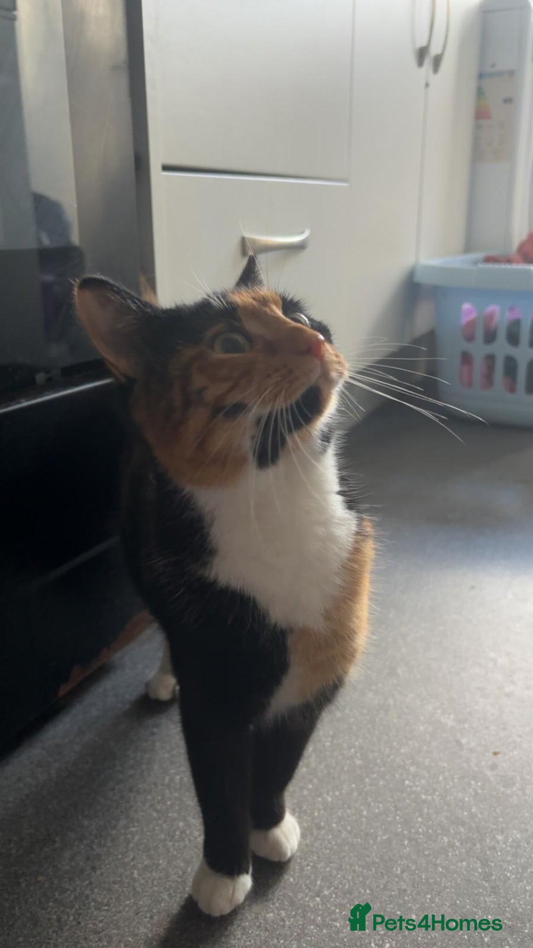 Mixed Breed cats for adoption:  **  calico 9 month old female  - Advert 1