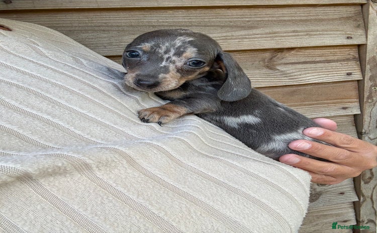 Miniature Dachshund dogs - Advert 9