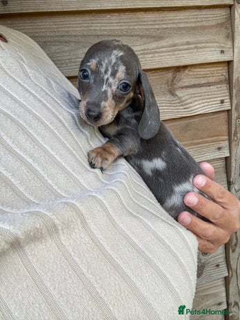 Miniature Dachshund dogs - Advert 2
