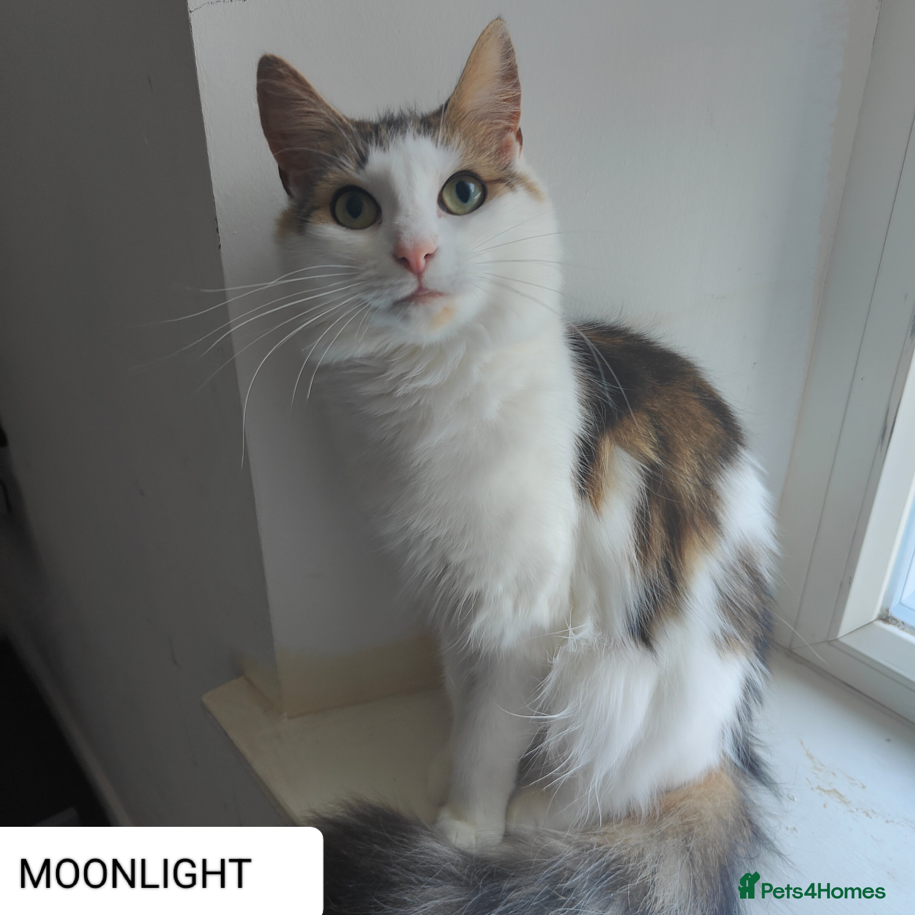 Maine Coon cats Norwegian Forest Cat - Advert 6