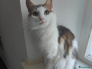 Maine Coon cats Norwegian Forest Cat - Advert 18