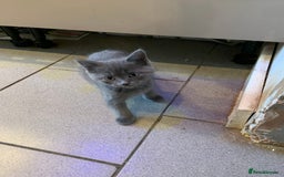 British Shorthair cats for sale: British short hair crossed  - Image 3