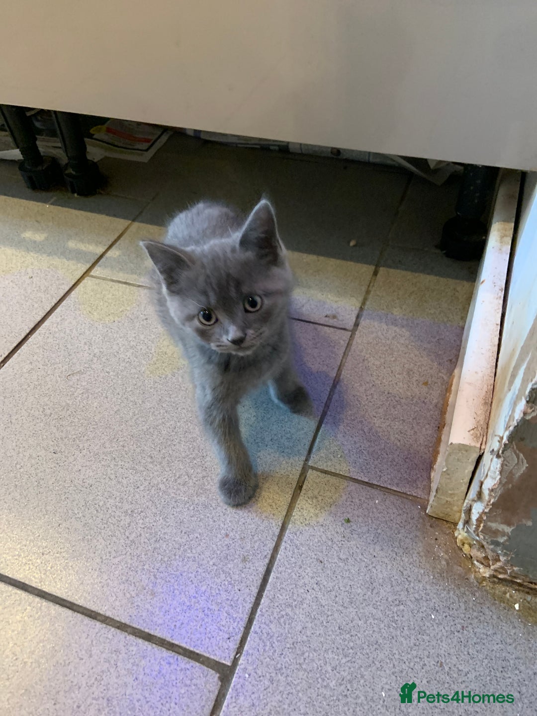 British Shorthair cats for sale: British short hair crossed  - Image 3