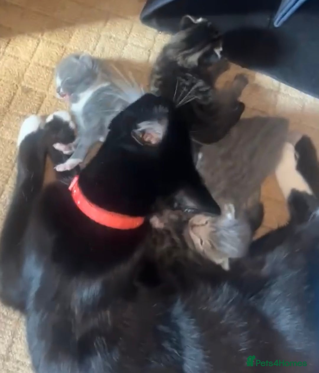 Domestic Shorthair cats for sale: 3 beautiful kittens for sale. - Image 7