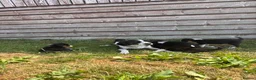 Border Collie dogs for sale: 9 Border Collie Puppies For Sale - Advert 3
