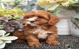 Cavapoo dogs for sale: Health tested TOY CAVAPOOS KC Parents - Image 13
