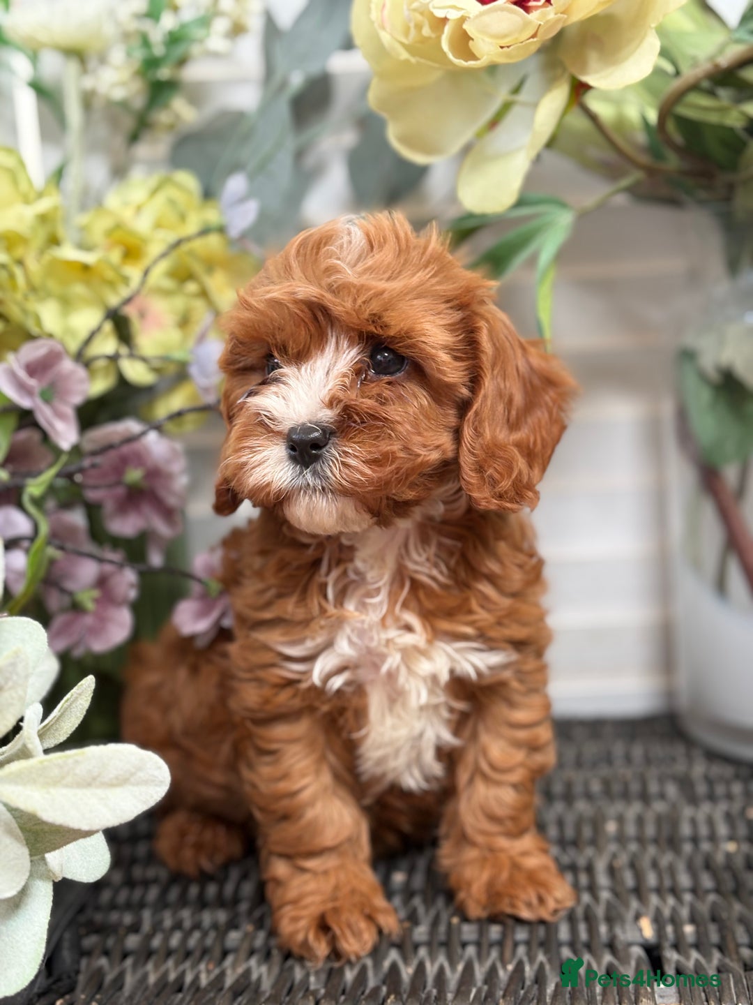 Cavapoo dogs for sale: Health tested TOY CAVAPOOS KC Parents - Image 13