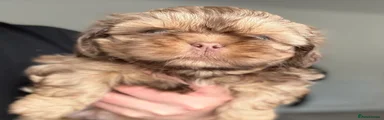 Shih Tzu 3