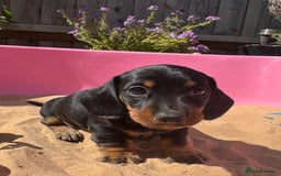 Miniature Dachshund dogs for sale: KC, PRA Clear Miniature Dachshund Puppies - Image 23