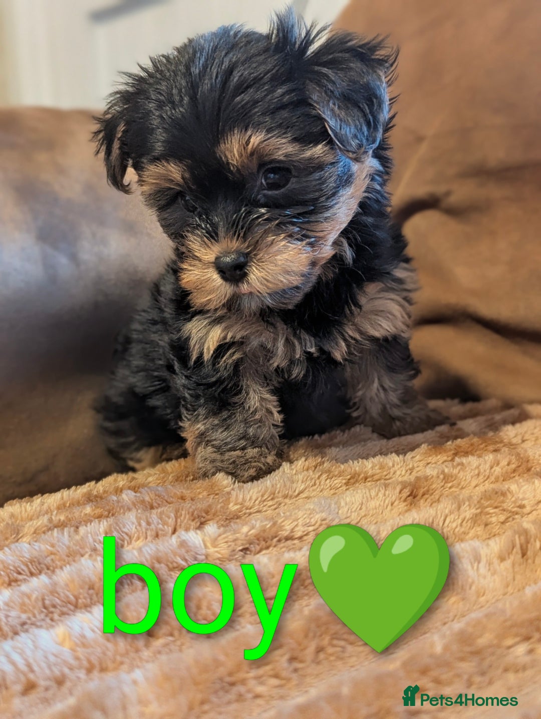 Yorkshire Terrier dogs for sale: Adorable Yorkshire terrier puppy available  - Advert 15