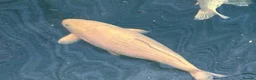 Koi Carp fish for sale: Various koi carp - Advert 6